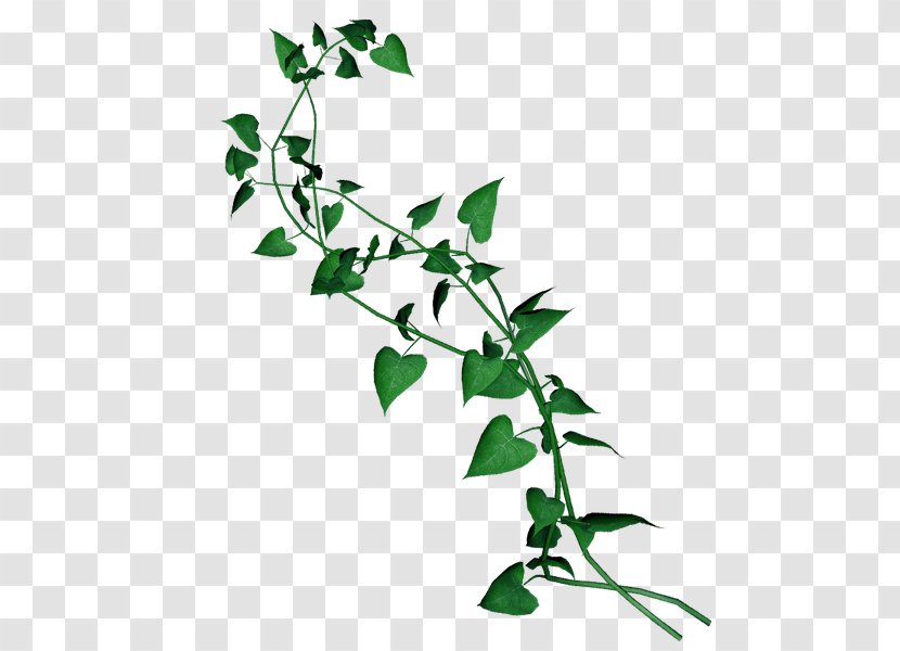 Liana Common Ivy Evergreen Leaf - Tree Transparent PNG