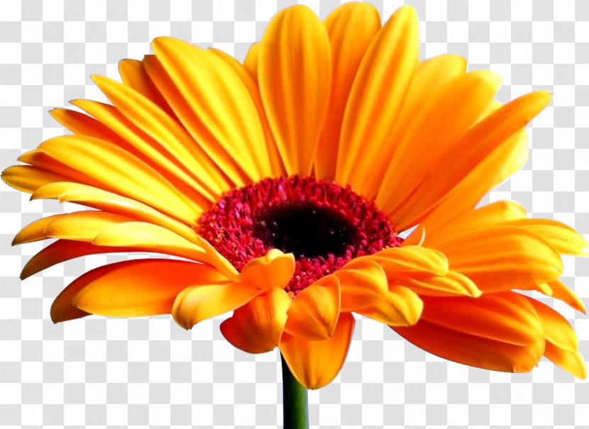Transvaal Daisy Desktop Wallpaper Common Sunflower Screensaver - Orange - Flower Transparent PNG