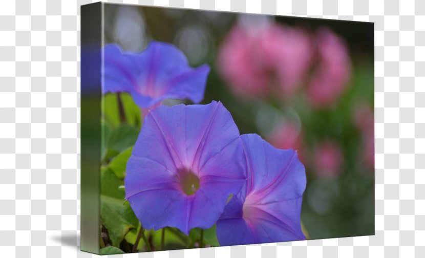 Imagekind Art Petal Poster Four O'clocks - Morning Glory Family - Bermuda Map Transparent PNG