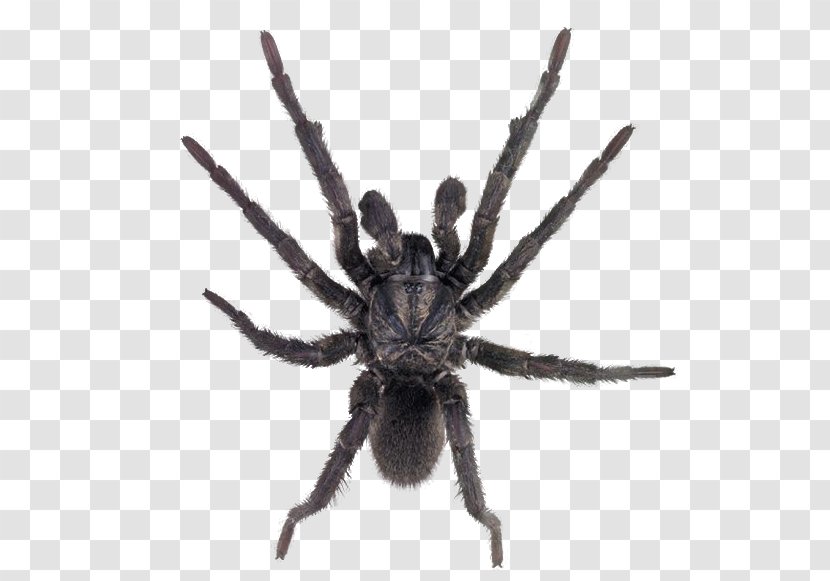 Sydney Brown Trapdoor Spider Missulena Funnel-web - Araneus - Image Transparent PNG