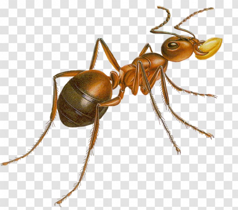 Hornet Wasp Yavapai College K2 Anthony McPartlin - Organism - Fermisa Transparent PNG