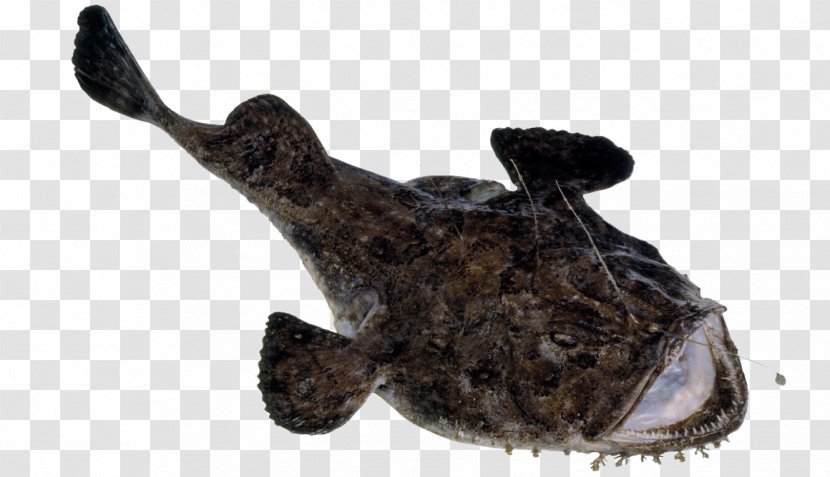 Anglerfish Turbot Seafood - Fish - Species Transparent PNG