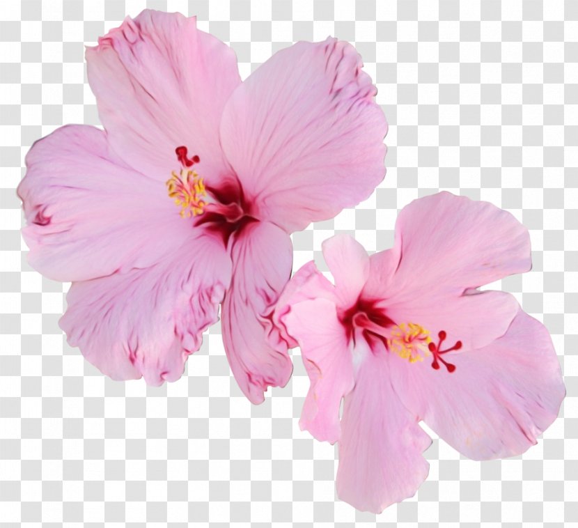 Cherry Blossom - Flower - Chinese Hibiscus Transparent PNG
