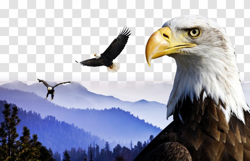 Sequoia National Park China Bhutan Boxer Rebellion - Territory - Creative Creative,Eagle Wings Transparent PNG