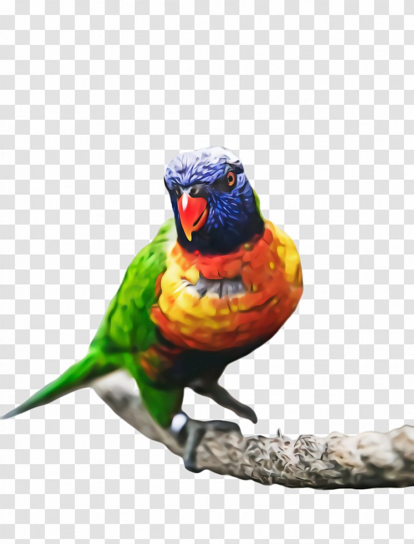 Bird Parrot - Photography - Budgie Lorikeet Transparent PNG