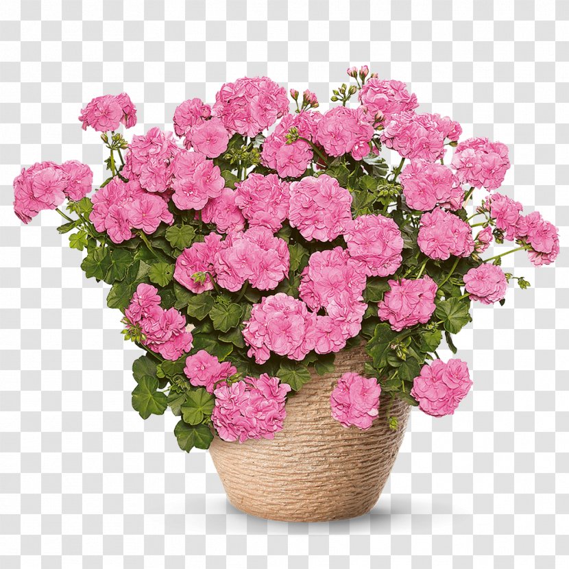 Simply Pink Plant Azalea Flower Floristry - Flowering - Geranium Transparent PNG