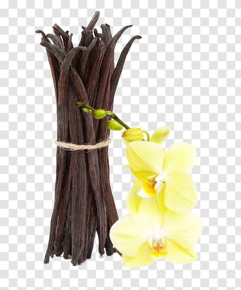 Vanilla Extract Essential Oil Stock Photography Perfume - Yellow - Pods And Flower Transparent PNG
