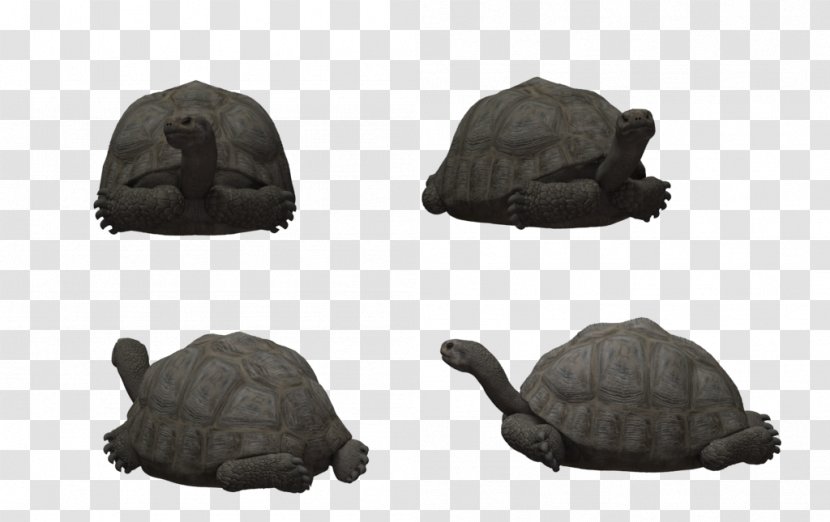 Reptile Tortoise Rendering Turtle Poser - Headgear - Tortoide Transparent PNG
