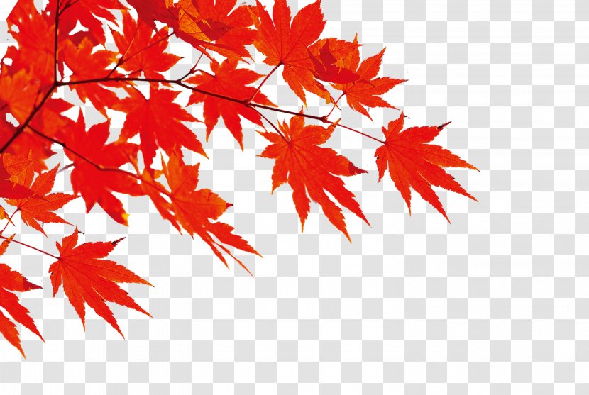 Autumn Download - Plant - Red Maple Leaf Transparent PNG