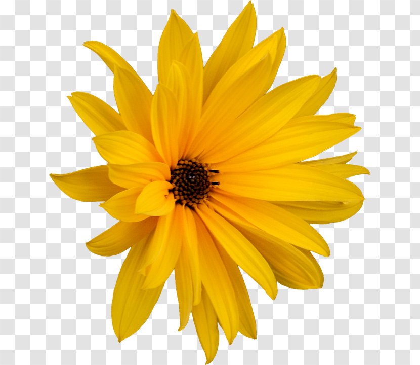 Image Flower Photography - Daisy Family Transparent PNG