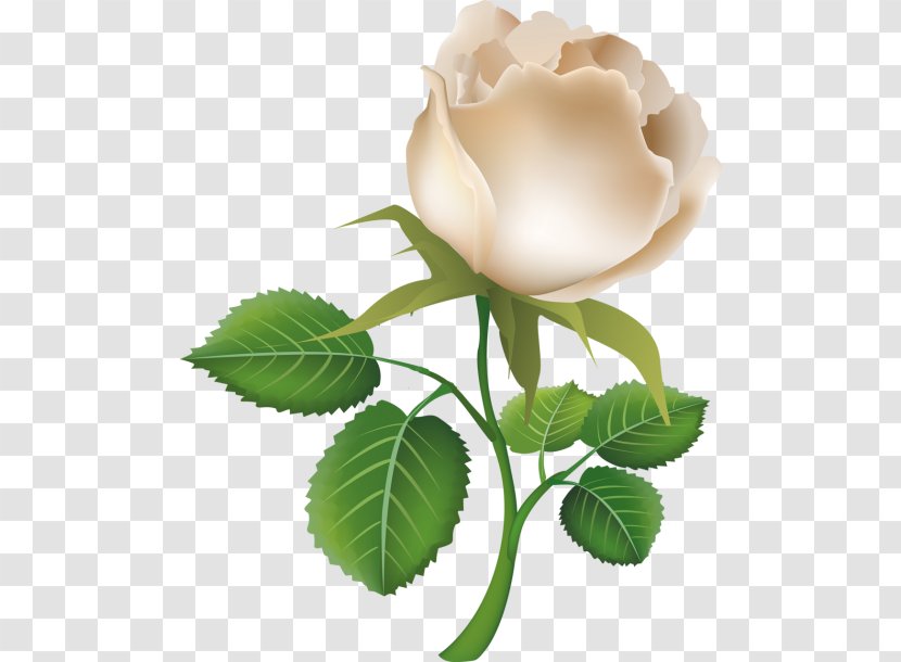 Rose Clip Art - Plant Stem Transparent PNG