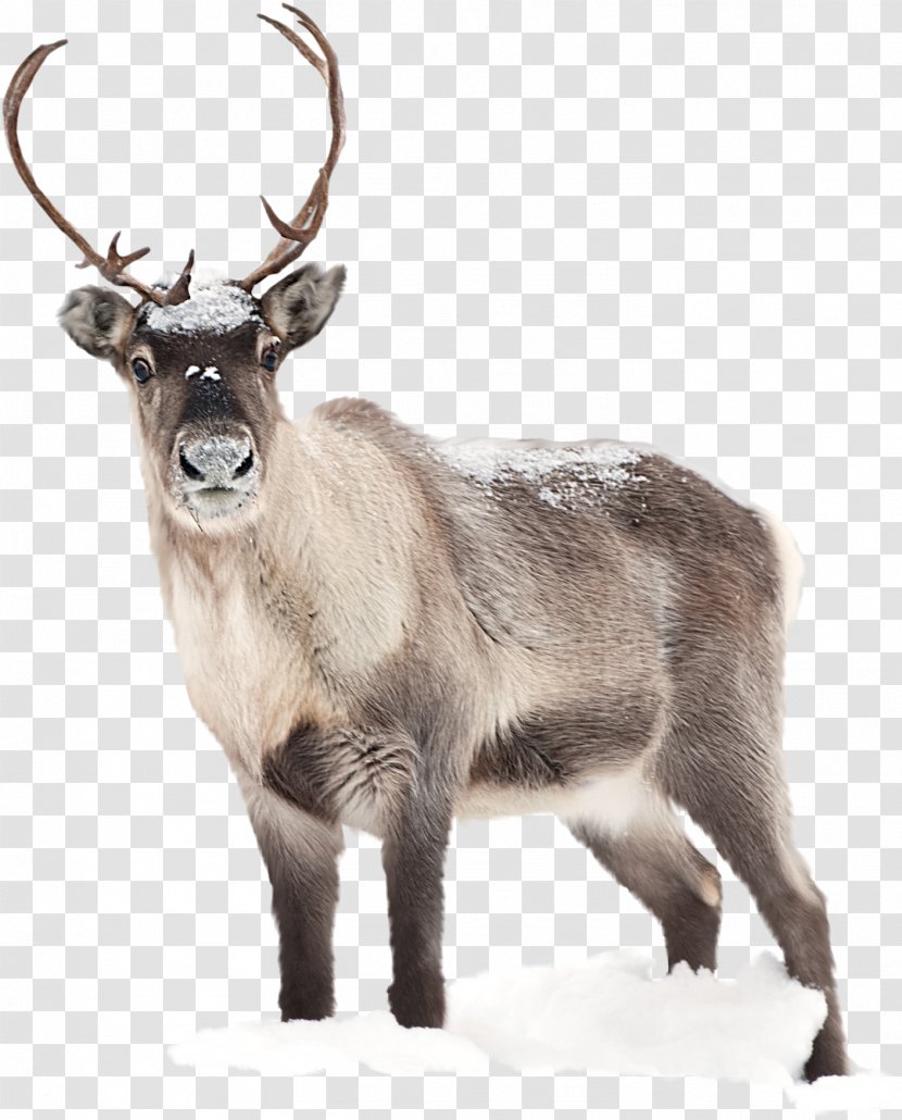 Reindeer Santa Claus Desktop Wallpaper Moose - Snout - Hippo Transparent PNG