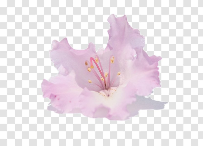 Hibiscus Azalea Flower Rhododendron Macrophyllum Arboreum - Malvales Transparent PNG