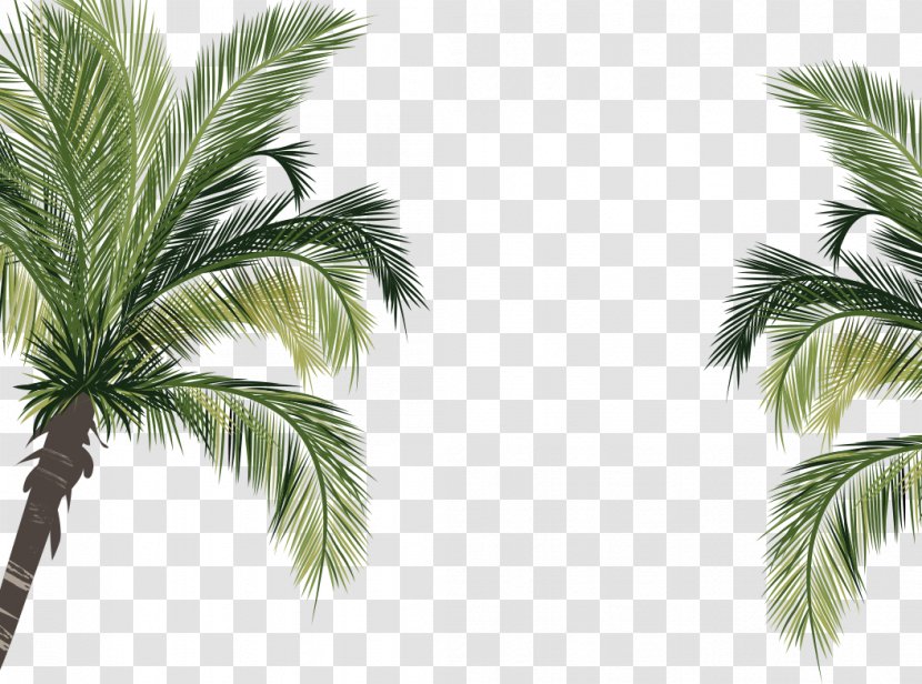 Coconut Arecaceae - Green Bottom Palm Plants Transparent PNG