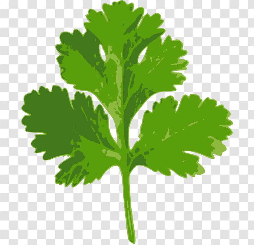 Coriander Iranian Cuisine Parsley Herb Wheat Beer - Leaf Vegetable Transparent PNG