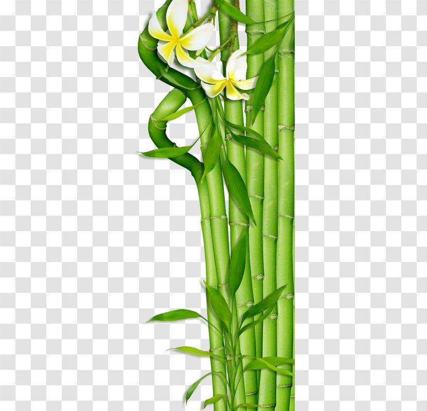 Bamboo Clip Art - Grass Family - Green Transparent PNG