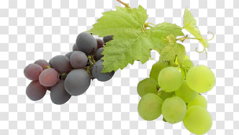 Common Grape Vine Seed Oil Fruit - Seedless Transparent PNG