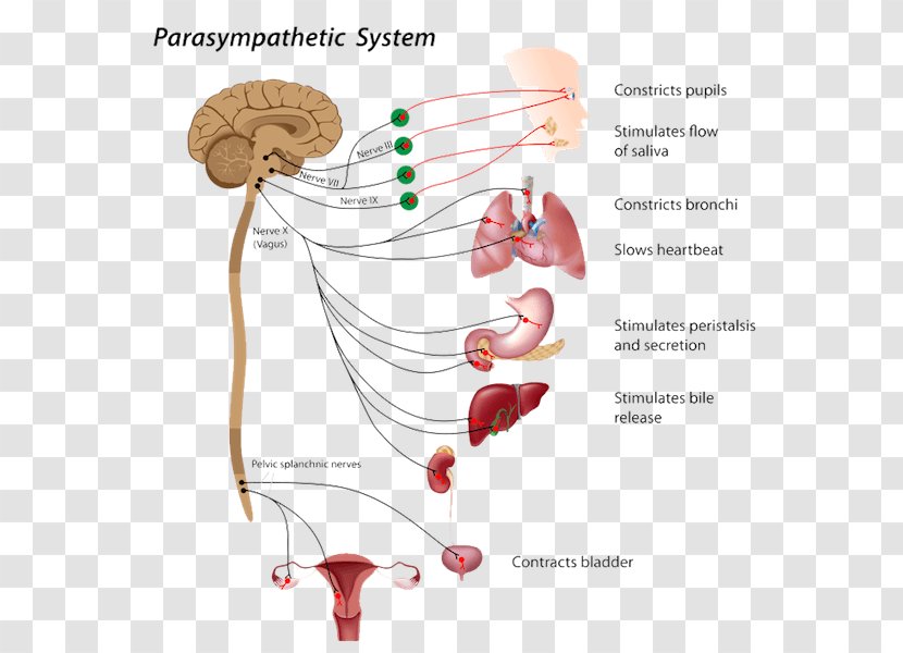 The Autonomic Nervous System Parasympathetic - Heart - Cranial Nerve Transparent PNG