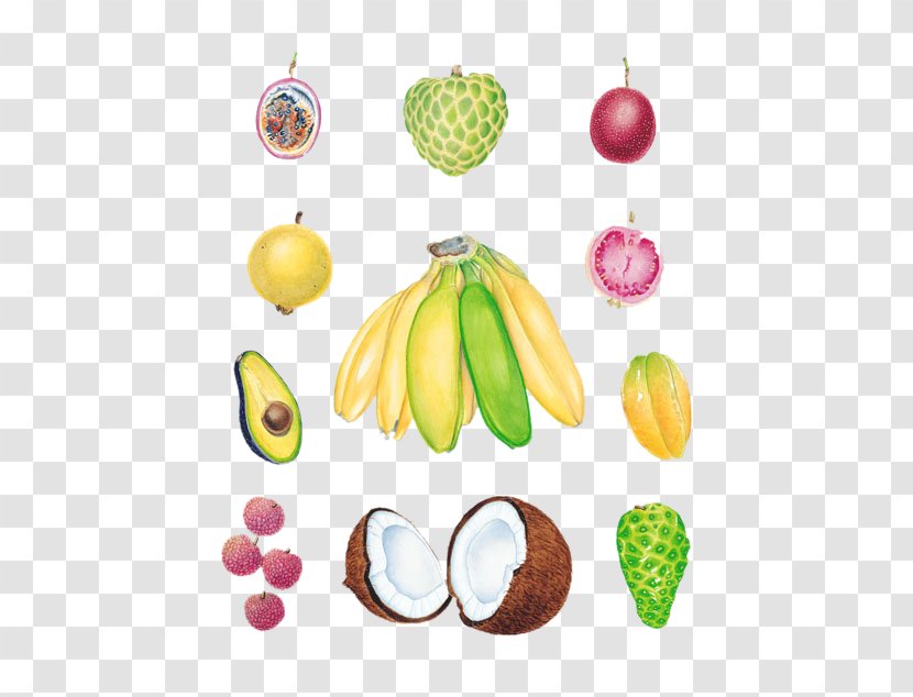 Avocado Tropical Fruit Lychee Banana - Guava - Coconut Litchi Pomegranate Wallpapers Transparent PNG