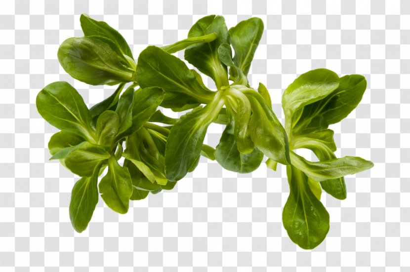 Leaf Vegetable Valerian Spinach Lettuce - Herb Transparent PNG
