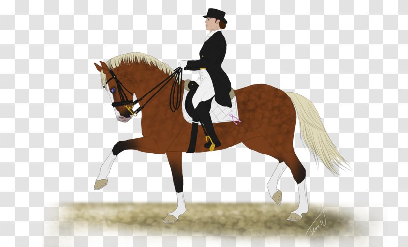Hunt Seat Stallion Rein Horse Dressage - English Riding Transparent PNG