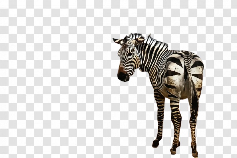 Zebra Wildlife Animal Figure Terrestrial Snout - Mane - Quagga Transparent PNG
