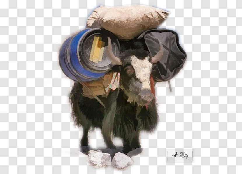 Domestic Yak Cattle Wild Tibetan Cuisine Animal - Drawing - Watercolor Birds Transparent PNG