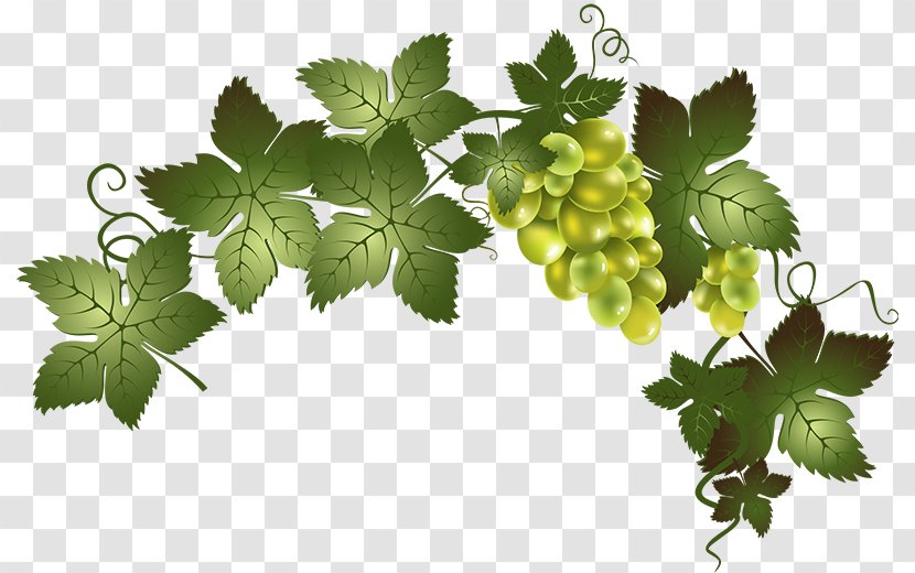Wine Common Grape Vine Barrel Oak - Branch - Raisin Transparent PNG