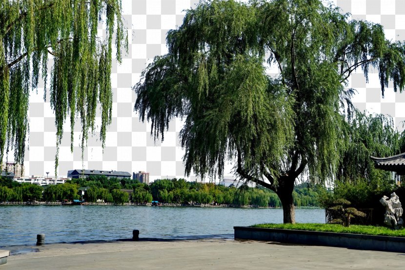 Daming Lake Tourist Attraction Image Resolution - Highdefinition Television - Scenery Transparent PNG