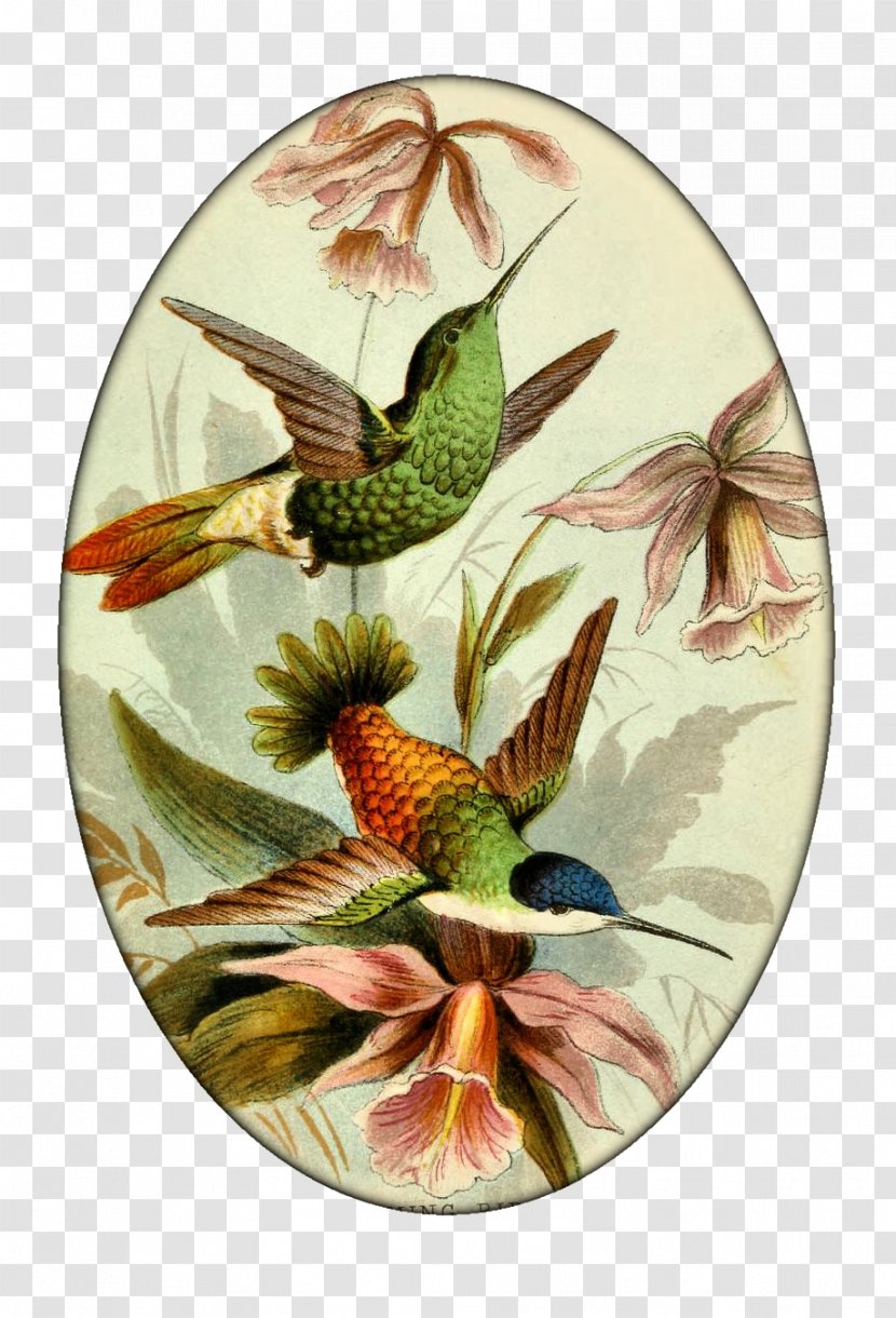 John Gould's Hummingbirds Printmaking - Art - Humming Bird Transparent PNG