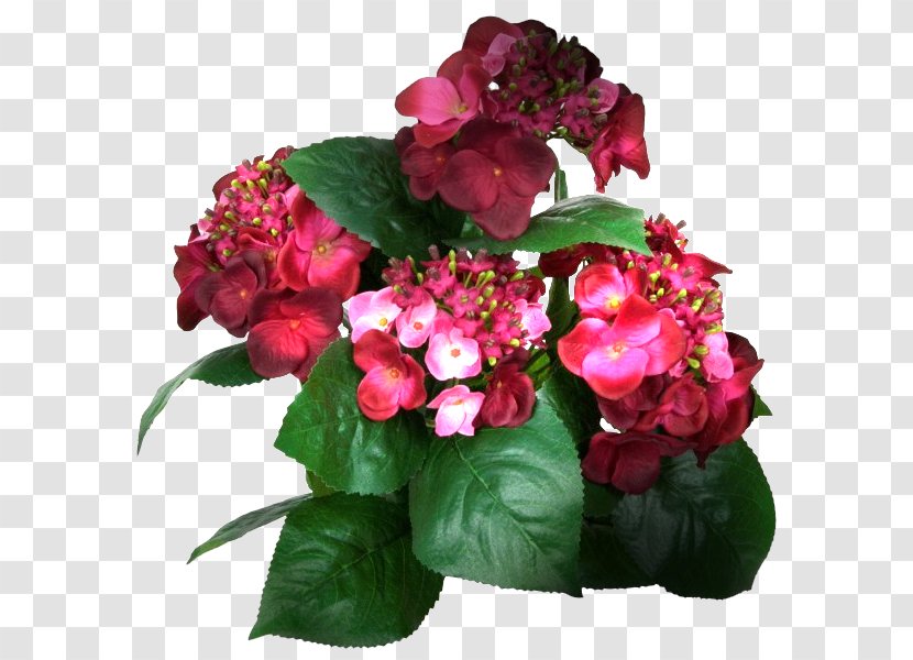 French Hydrangea Cut Flowers Tea Of Heaven Color - Flower Transparent PNG