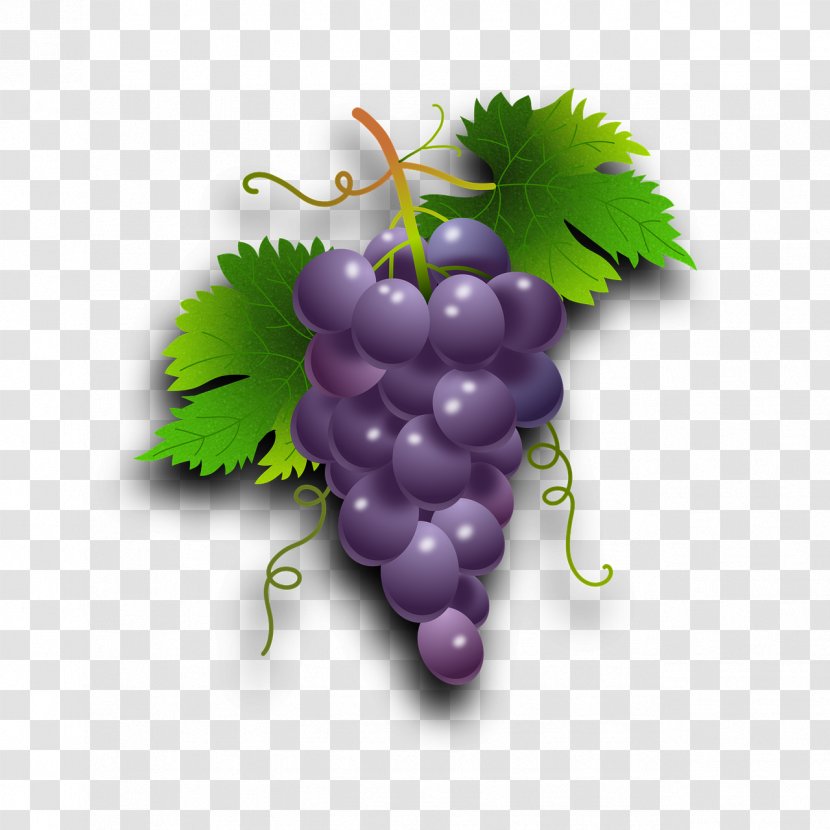 Common Grape Vine Wine Seedless Fruit - Grapevine Family Transparent PNG