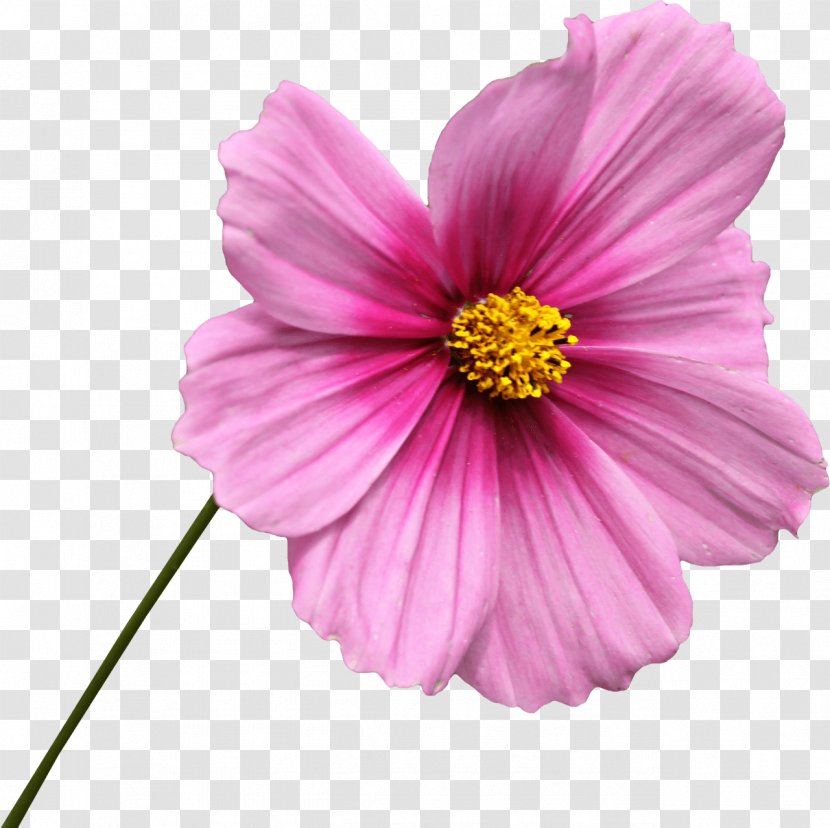 Flower Common Daisy Transvaal - Garden Cosmos - Free Download Transparent PNG