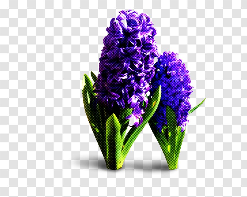 Flower Hyacinth Plant Purple Violet - Grape Iris Transparent PNG