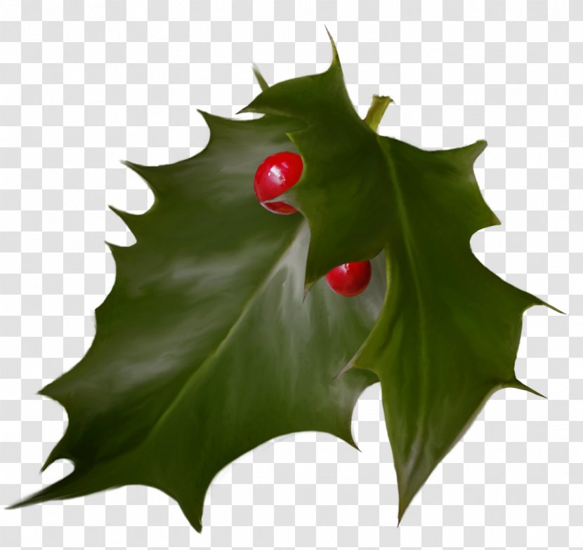 Holly Christmas Advent Wreath Holiday - Aquifoliales - Leaf Transparent PNG