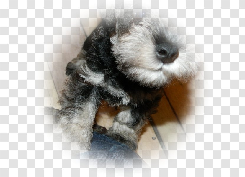 Miniature Schnauzer Schnoodle Puppy Dog Breed - Fur Transparent PNG