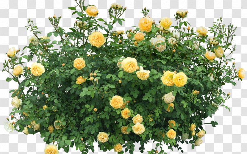 Shrub Rose Flower Clip Art - Flowering Plant Transparent PNG
