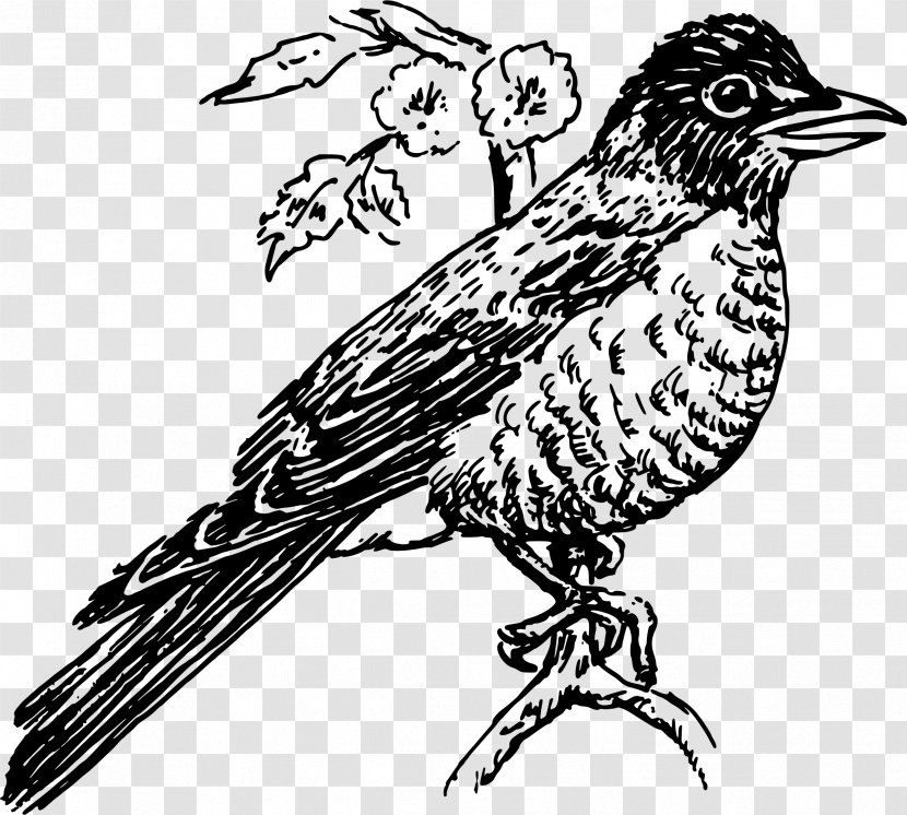 Line Art Drawing Clip - Wing - Robin Cliparts Transparent PNG