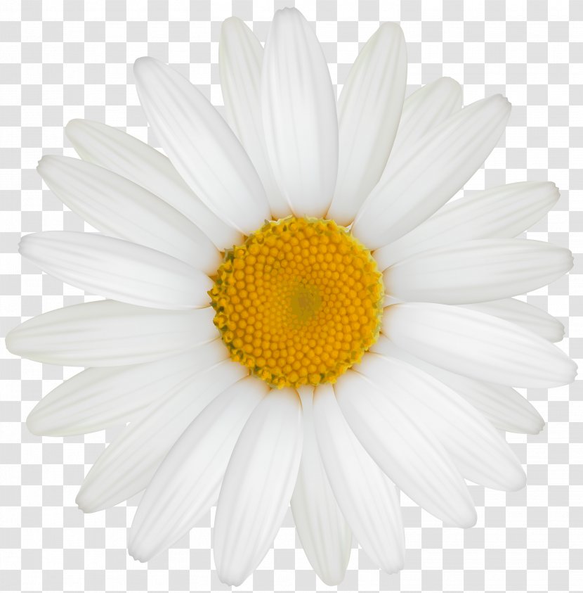 Common Daisy Clip Art - White - Camomile Transparent PNG