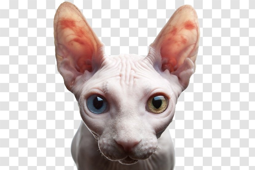 Sphynx Cat Peterbald Donskoy Persian Cornish Rex - Felis - Kitten Transparent PNG