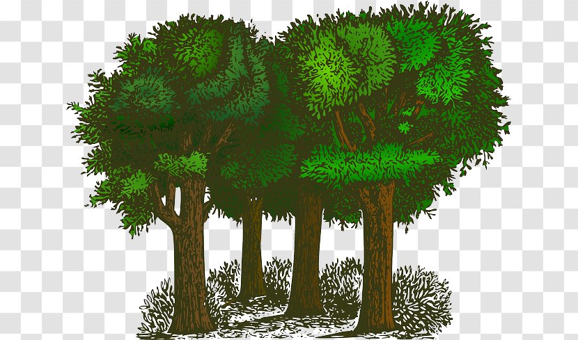 Tree Shrub Clip Art - Forest - Green Transparent PNG