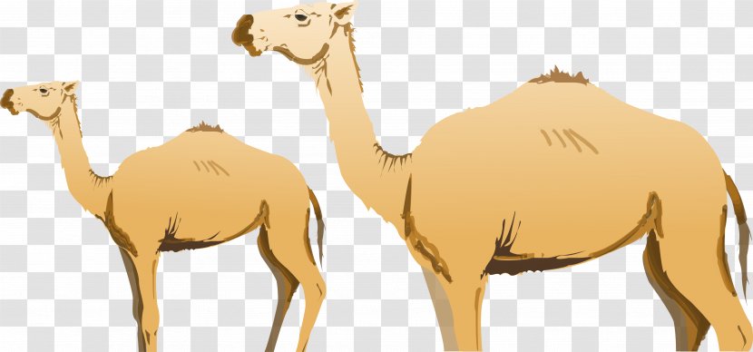 Dromedary Bactrian Camel Ijoukak - Mammal - Vector Transparent PNG