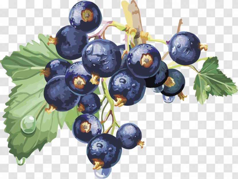 Blackcurrant Frutti Di Bosco Redcurrant Varenye Macaron - Fruit - Vector Blueberry Transparent PNG