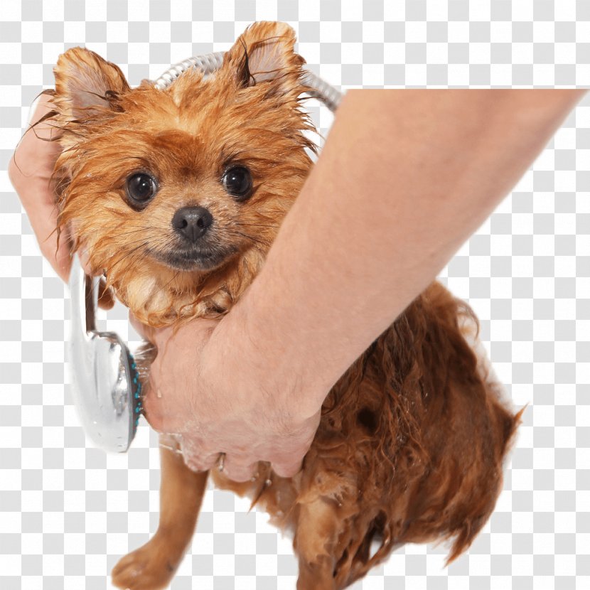 Pomeranian German Spitz DOG SALON LULUNCHI/ドッグサロンルルンチ Dog Breed Companion - Snout - Puppy Transparent PNG