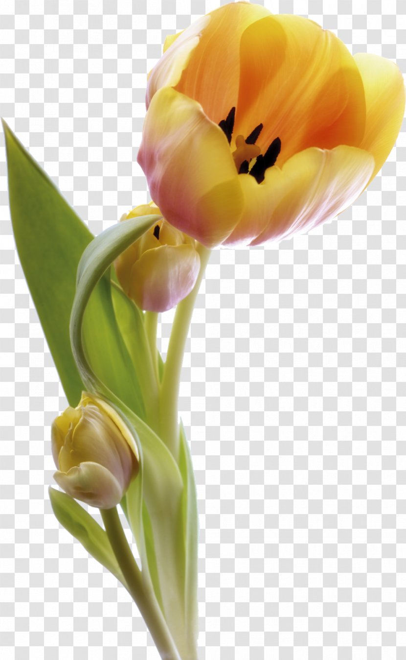Morning Good Happiness Thursday - Spring Flower Transparent PNG