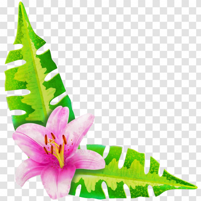 Lily Image Flower Green - Flowering Plant Transparent PNG