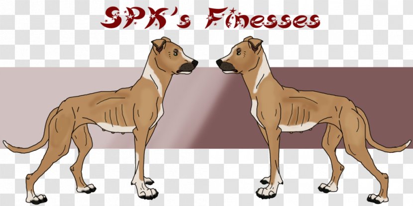 Spanish Greyhound Dog Breed Whippet Italian - Bred Pit Transparent PNG