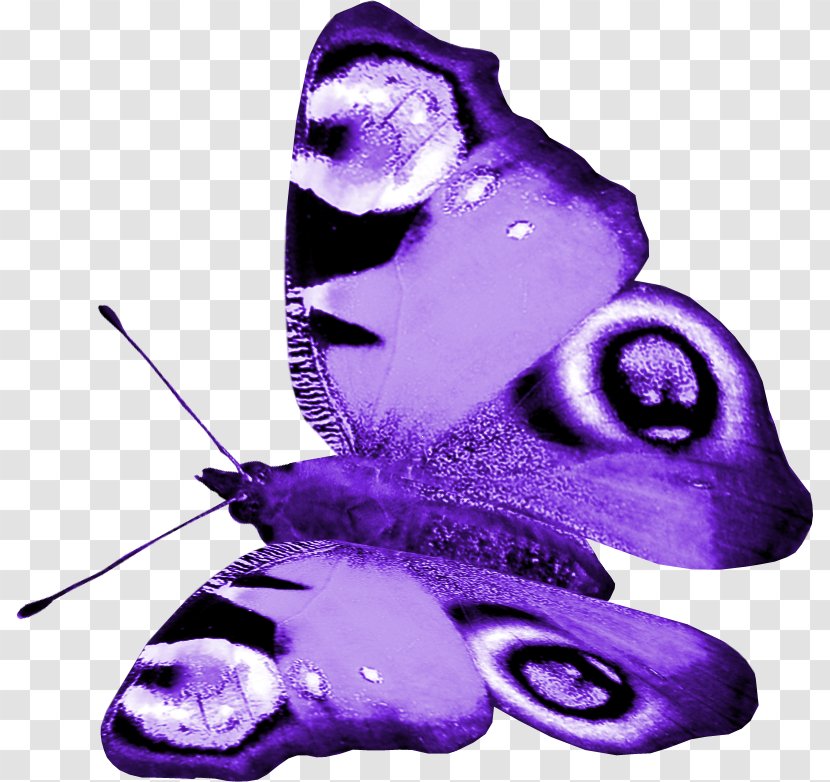 Butterfly Purple Insect - Pollinator Transparent PNG