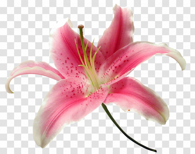 Madonna Lily Daylily Fleur-de-lis Lilium - Plant - Mars 4 Transparent PNG