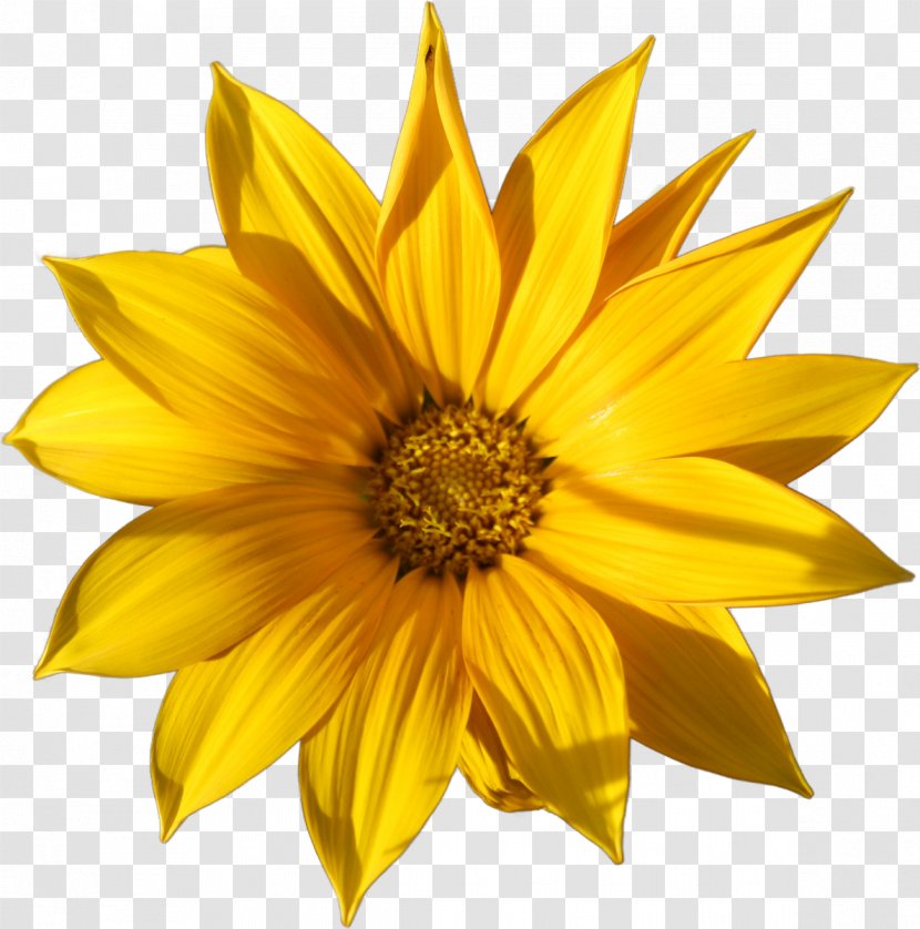 Common Sunflower Garage Flowers Daisy Petal - Yellow Flower Transparent PNG